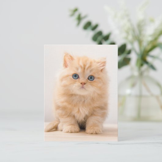 Carte Postale Les bébés animaux les plus mignons | Un chaton Bri (Debout devant)