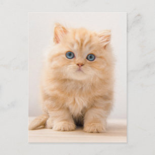 Carte Postale Les bébés animaux les plus mignons Un chaton Bri