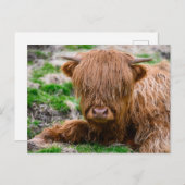 Carte Postale Les bébés animaux les plus mignons | Veau de vache (Devant / Derrière)