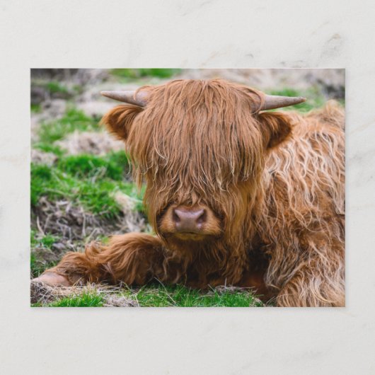 Carte Postale Les bébés animaux les plus mignons | Veau de vache (Devant)