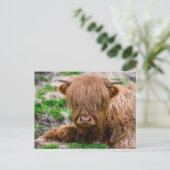 Carte Postale Les bébés animaux les plus mignons | Veau de vache (Debout devant)