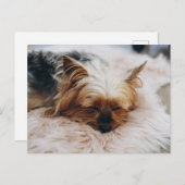 Carte Postale Les bébés animaux les plus mignons | Yorkshire Ter (Devant / Derrière)