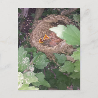 Carte Postale Les bébés oiseaux chantent le chant du printemps..