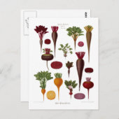 Carte Postale Les betteraves (Devant / Derrière)