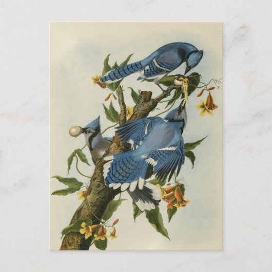 Carte Postale Les Blue Jays d'Audubon (Devant)