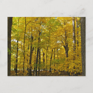 Carte Postale Les Bois Jaunes