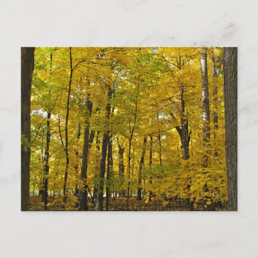 Carte Postale Les Bois Jaunes (Devant)