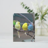 Carte Postale Les boucles de perroquets | Photo d'oiseaux (Debout devant)