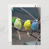 Carte Postale Les boucles de perroquets | Photo d'oiseaux (Devant / Derrière)
