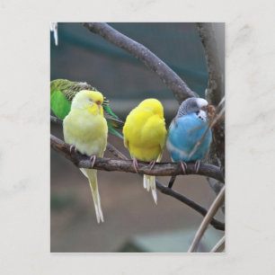 Carte Postale Les boucles de perroquets   Photo d'oiseaux