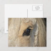 Carte Postale Les boucles le ont Américain cheval bouc (Devant / Derrière)