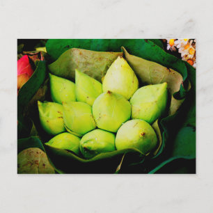 Carte Postale Les bourgeons lotus