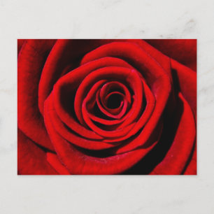 Carte Postale Les cadeaux de Cherie