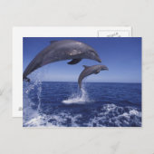 Carte Postale Les Caraïbe, Tursiops 12 de dauphins de Bottlenose (Devant / Derrière)
