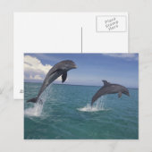Carte Postale Les Caraïbe, Tursiops 13 de dauphins de Bottlenose (Devant / Derrière)