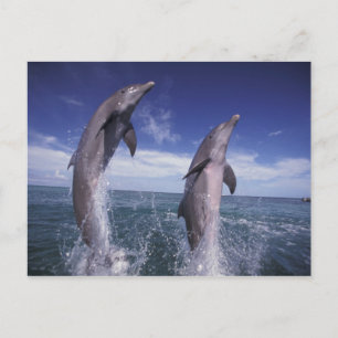Carte Postale Les Caraïbe, Tursiops de dauphins de Bottlenose