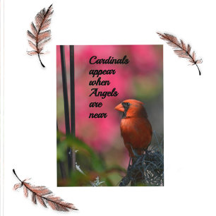 Carte Postale Les cardinaux apparaissent quand les anges sont pr