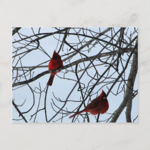Carte Postale Les cardinaux dans un arbre