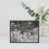 Carte Postale Les cerfs dans les bois (Debout devant)