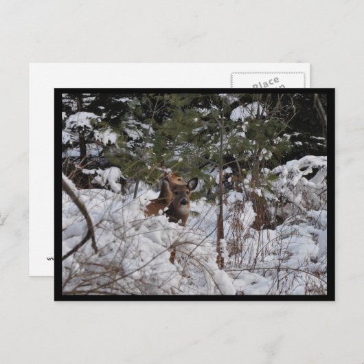 Carte Postale Les cerfs dans les bois (Devant / Derrière)