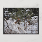 Carte Postale Les cerfs dans les bois (Devant)