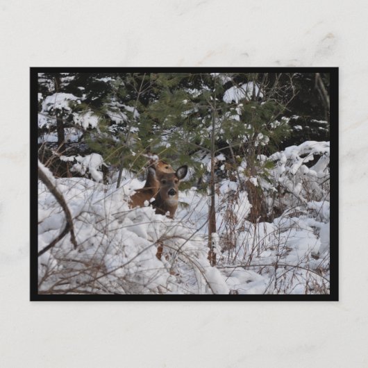 Carte Postale Les cerfs dans les bois (Devant)