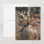 Carte Postale Les cerfs du roi du Richmond Park, Londres, Royaum (Devant / Derrière)