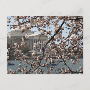 Carte Postale Les Cerisiers en Fleur à Washington DC
