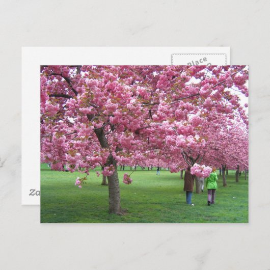 Carte Postale Les cerisiers en fleurs (Devant / Derrière)