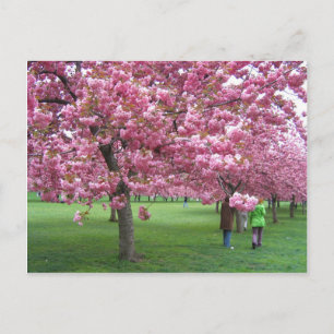 Carte Postale Les cerisiers en fleurs