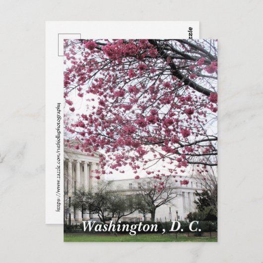 Carte Postale Les cerisiers fleurissent. Washington, D.C. (Devant / Derrière)
