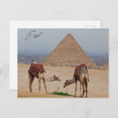 Carte Postale Les chameaux dans le désert (Devant / Derrière)