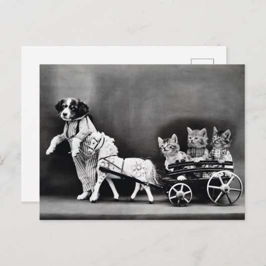 Carte Postale Les chatons dans un chariot (Devant / Derrière)