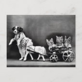 Carte Postale Les chatons dans un chariot (Devant)