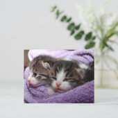 Carte Postale Les chatons doux dormant restent chauds (Debout devant)