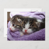 Carte Postale Les chatons doux dormant restent chauds (Devant / Derrière)