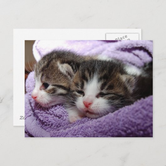 Carte Postale Les chatons doux dormant restent chauds (Devant / Derrière)