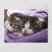 Carte Postale Les chatons doux dormant restent chauds (Devant)