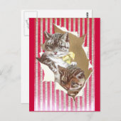 Carte Postale Les chats déchirent à travers le papier d'envelopp (Devant / Derrière)