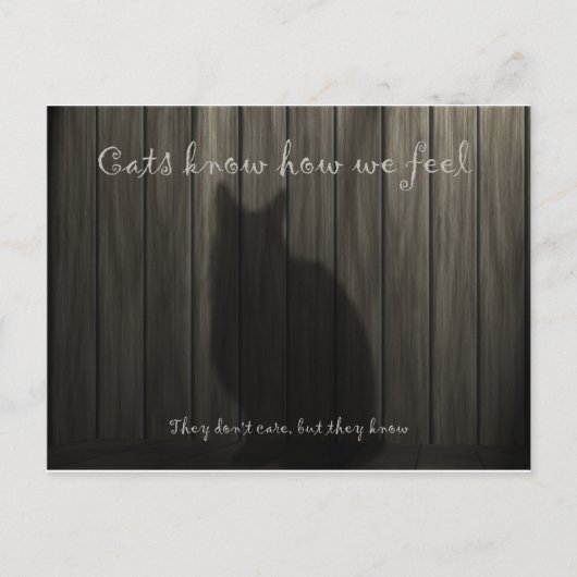 Carte Postale Les chats savent ce que nous ressentons (Devant)