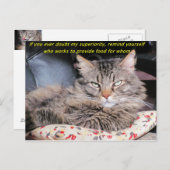 Carte Postale Les chats sont des mèmes supérieurs (Devant / Derrière)