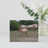Carte Postale Les chevaux de Przewalski (Debout devant)