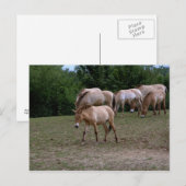 Carte Postale Les chevaux de Przewalski (Devant / Derrière)