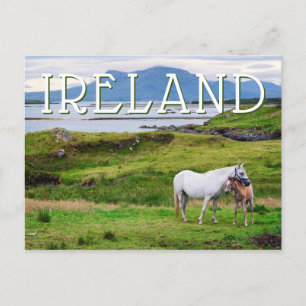 Carte Postale Les Chevaux du Connemara Galway, Irlande