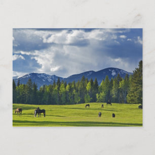 Carte Postale Les chevaux paissent dans un pâturage près de Whit
