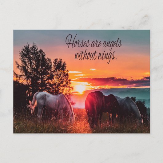 Carte Postale Les chevaux sont des anges sans ailes (Devant)