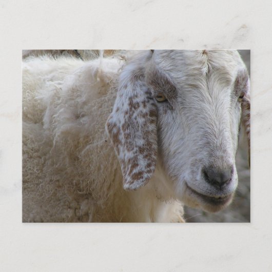 Carte Postale Les chèvres sourient ! (Devant)