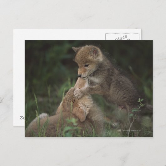 Carte Postale Les chiots de coyote luttant (Canis Latrans) (Devant / Derrière)