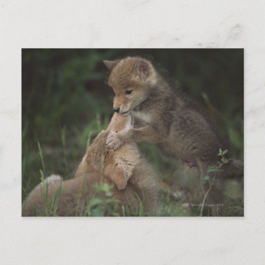 Carte Postale Les chiots de coyote luttant (Canis Latrans) (Devant)
