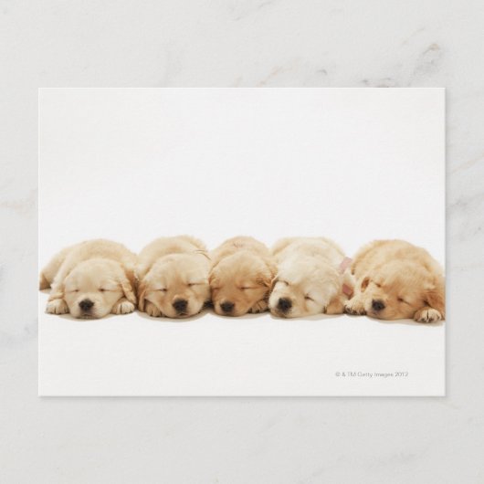 Carte Postale Les chiots de l'golden retriever (Devant)